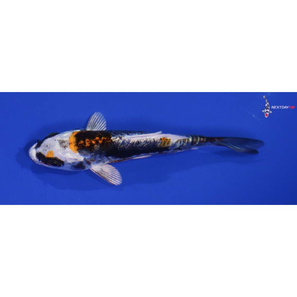 3.5” Imported Kin Kikokuryu
