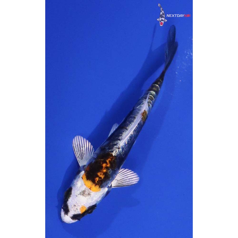 3.5” Imported Kin Kikokuryu