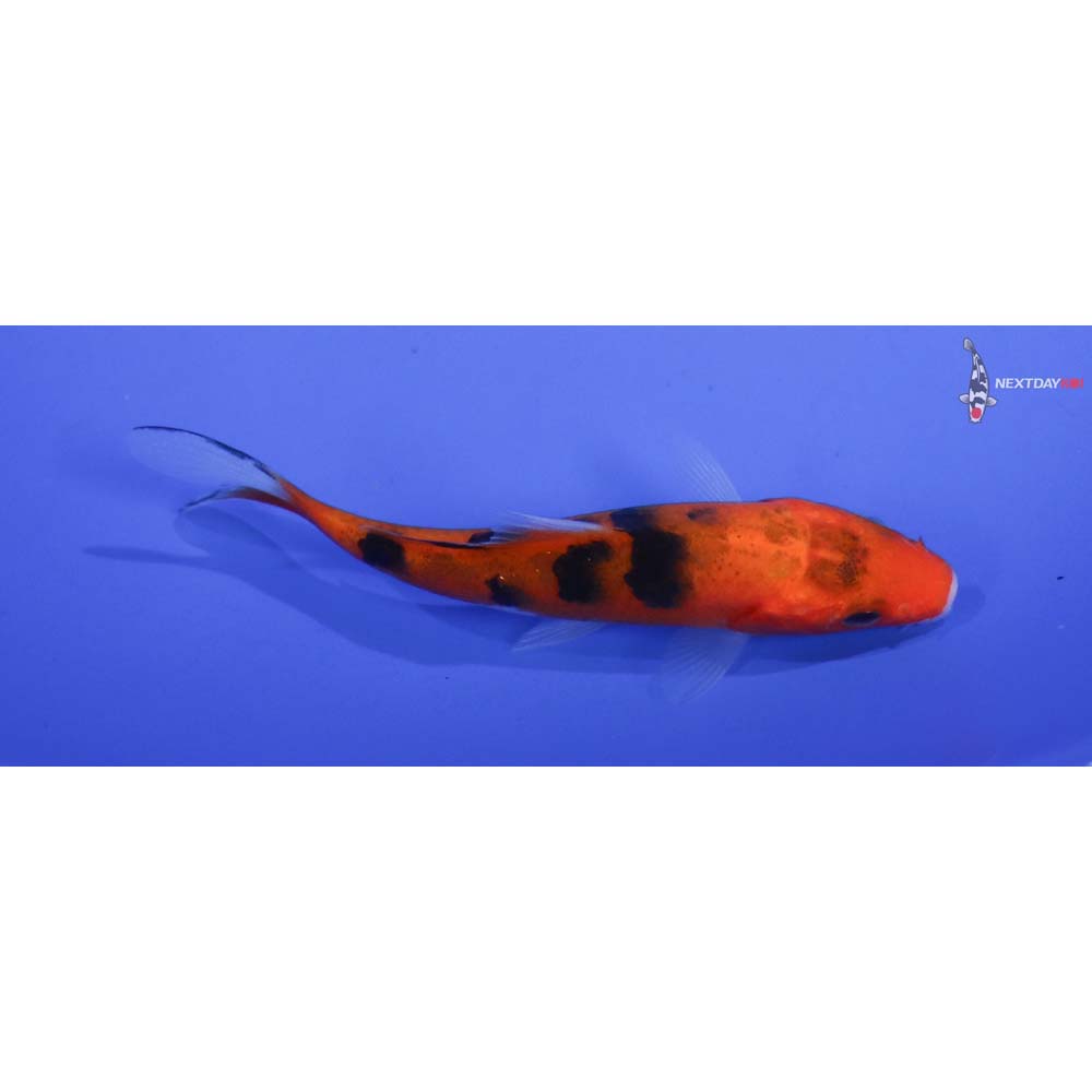 3” Imported Sanke