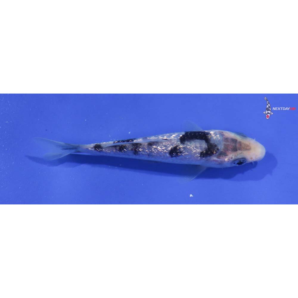 3.5” Imported Gin Rin Shiro Bekko