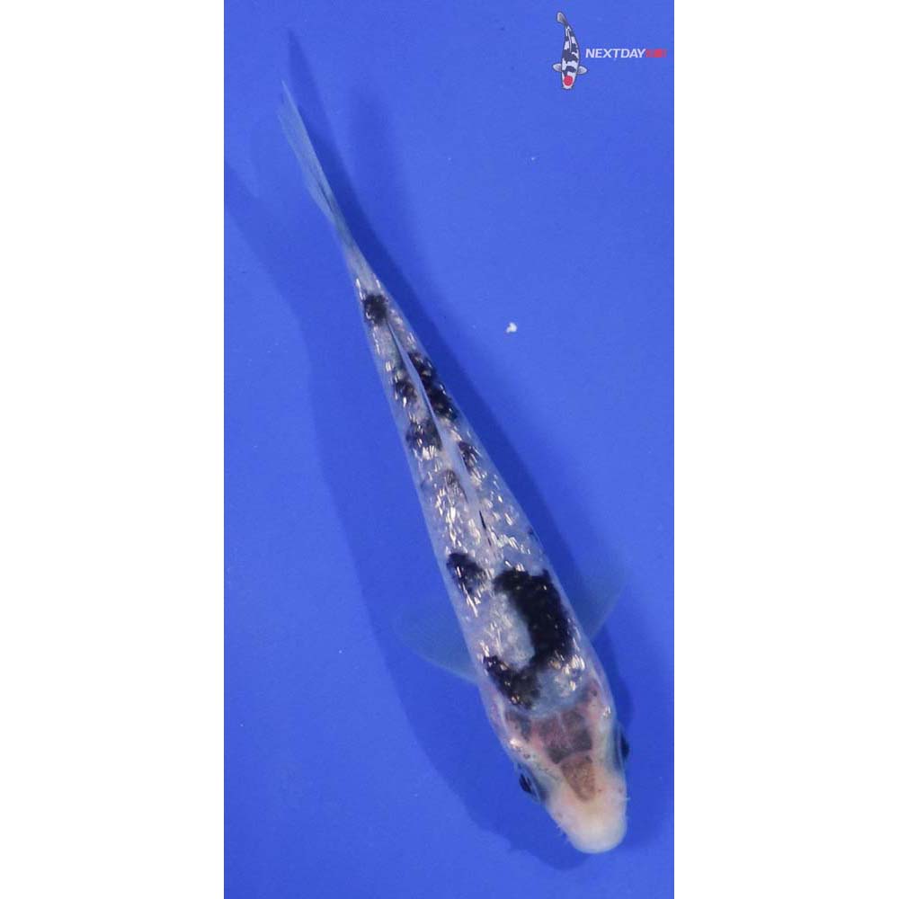 3.5” Imported Gin Rin Shiro Bekko