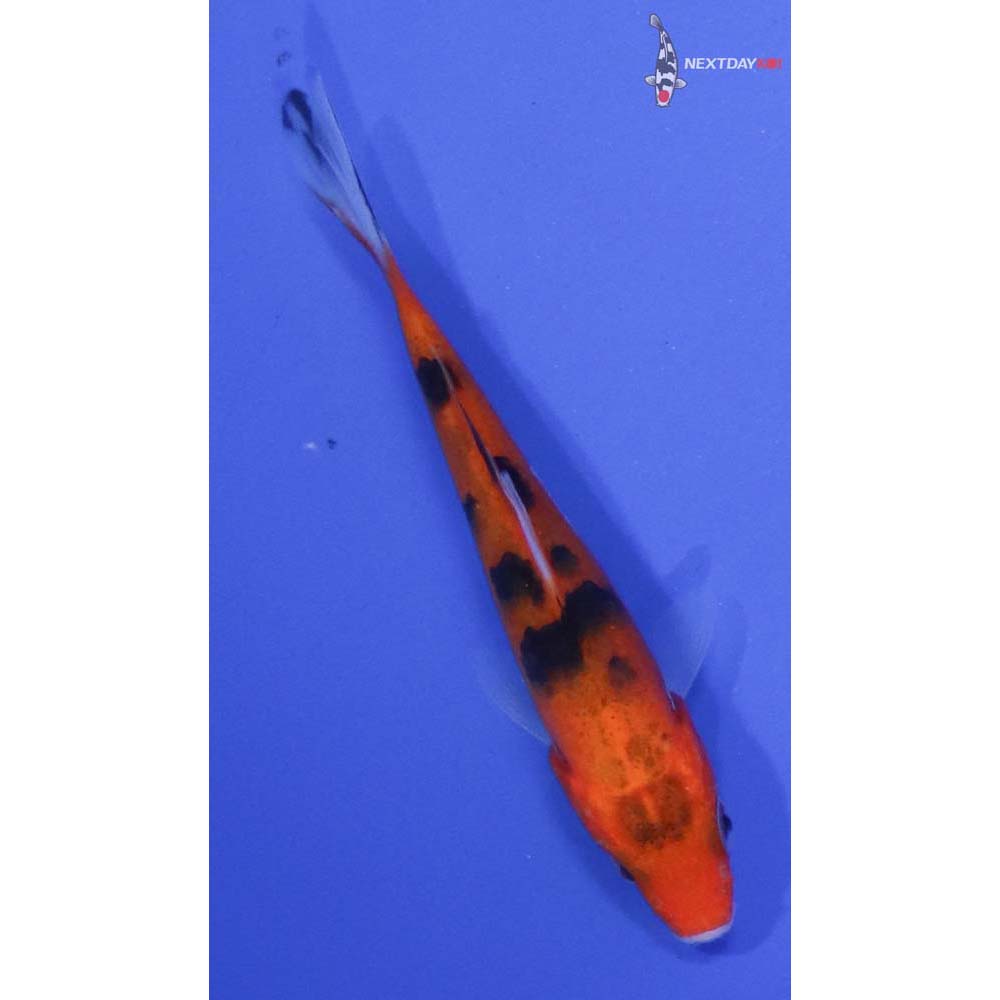 3” Imported Sanke