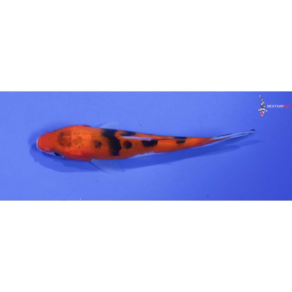 3” Imported Sanke