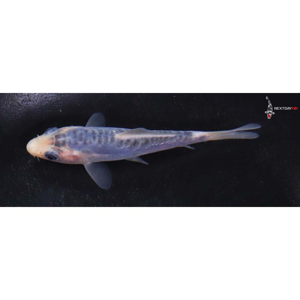 4” Imported Shusui