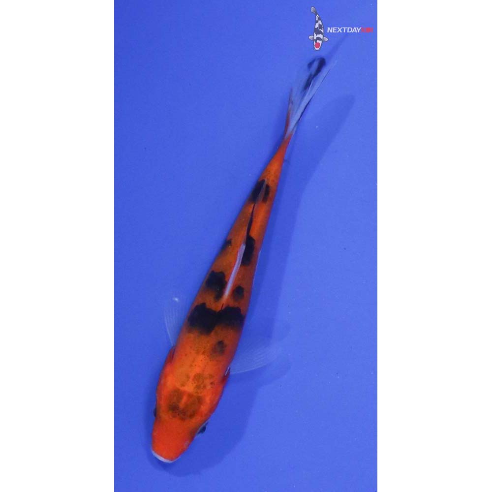 3” Imported Sanke