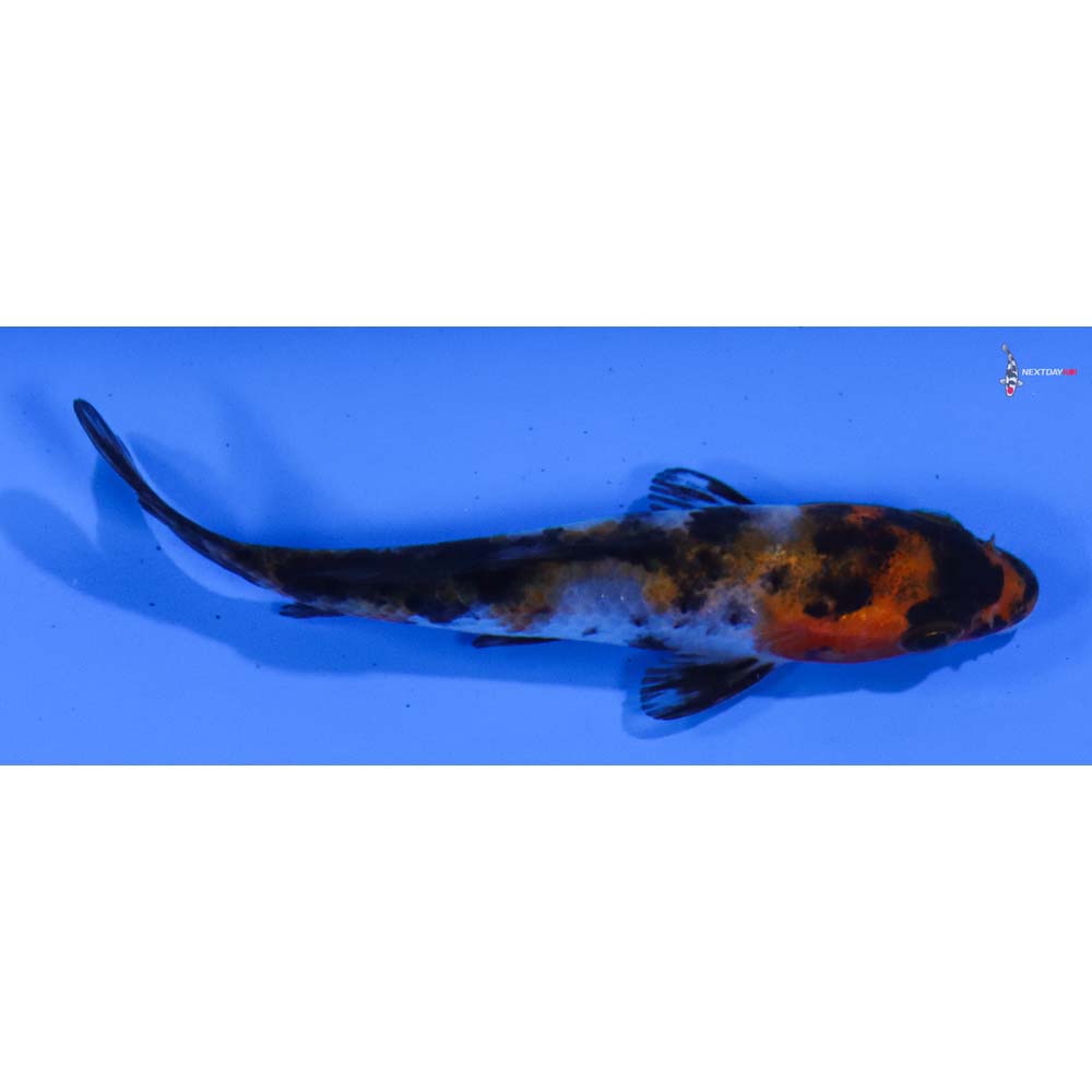 3” Imported Sanke