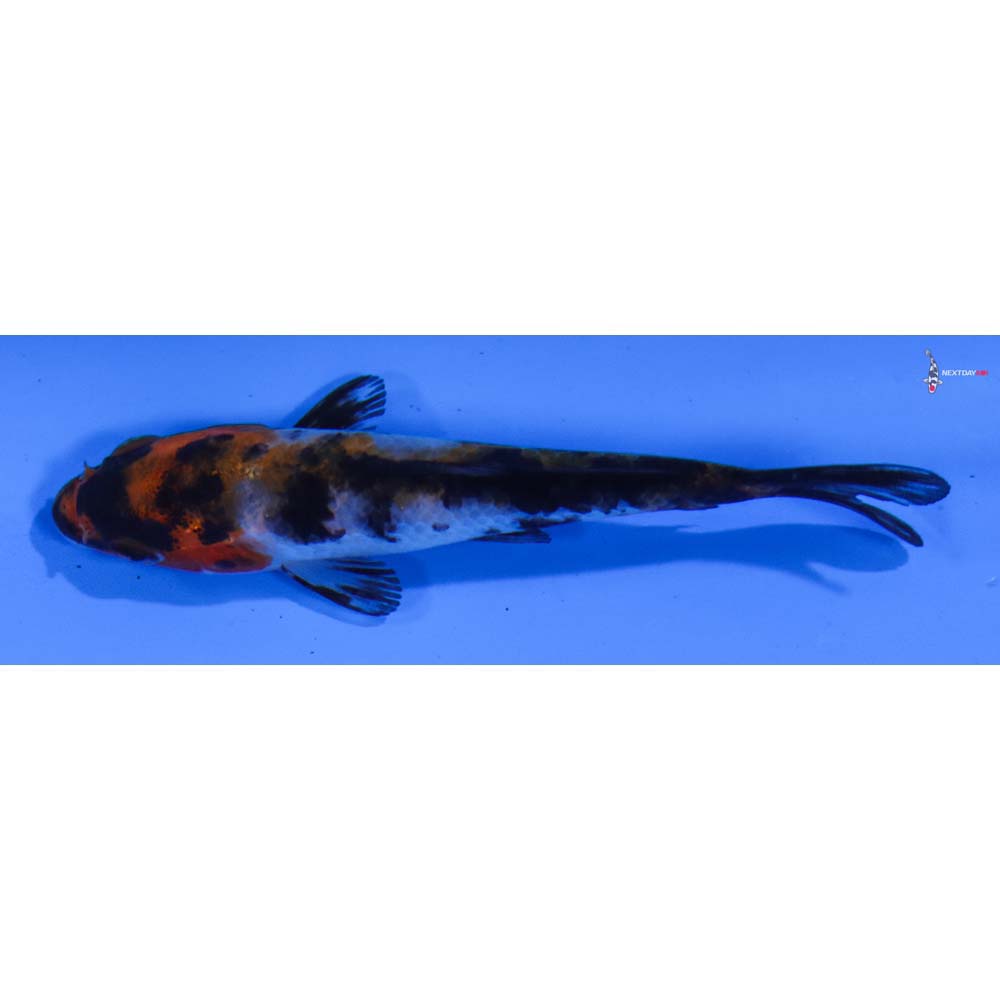3” Imported Sanke