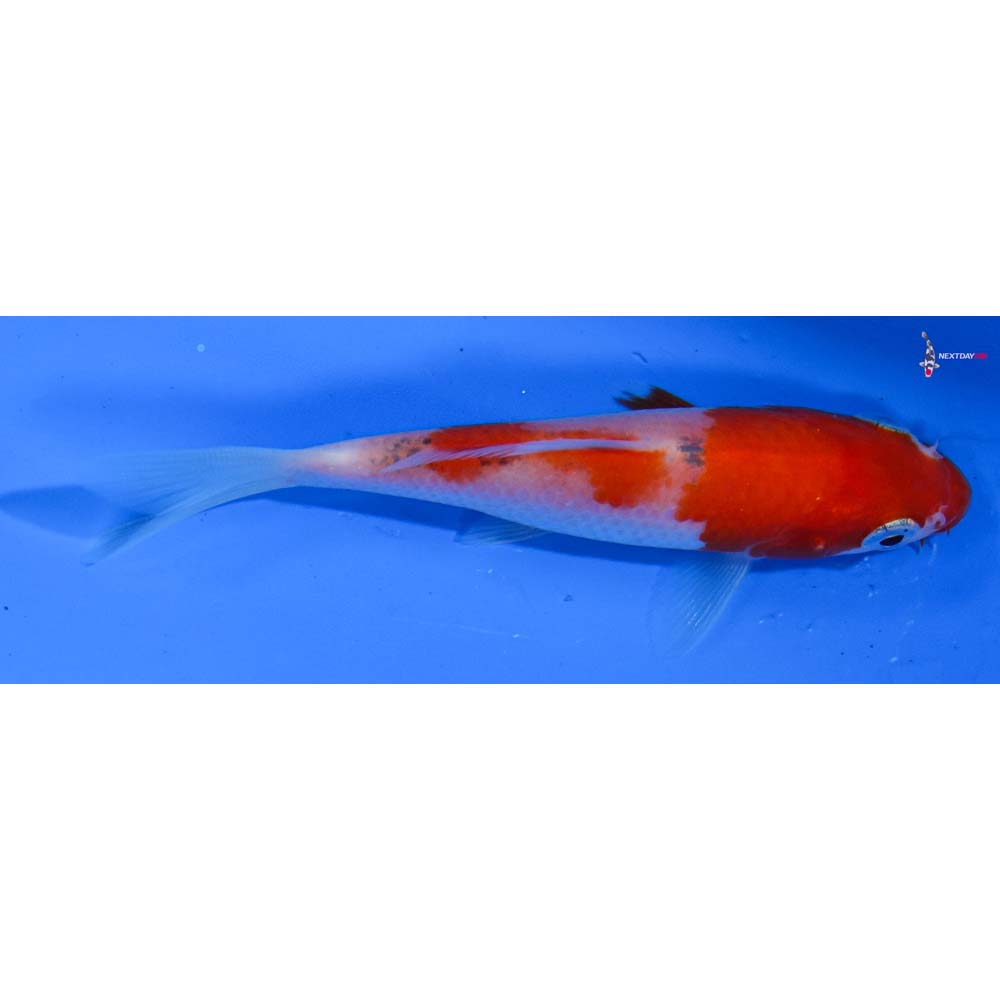 3.5” Imported Kohaku