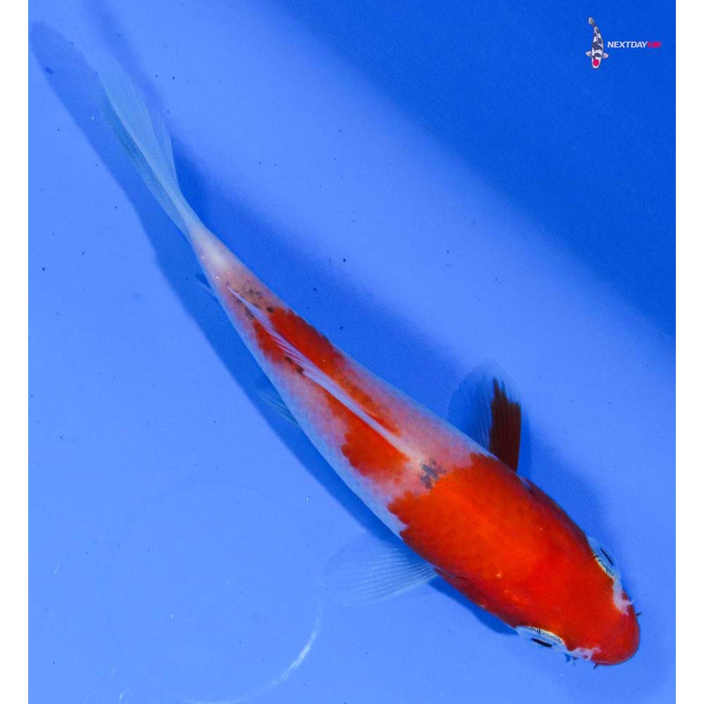 3.5” Imported Kohaku