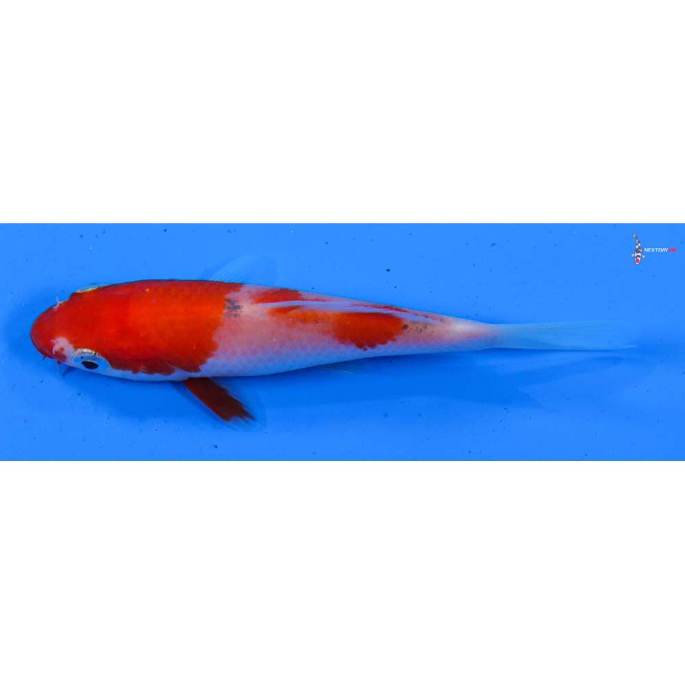 3.5” Imported Kohaku