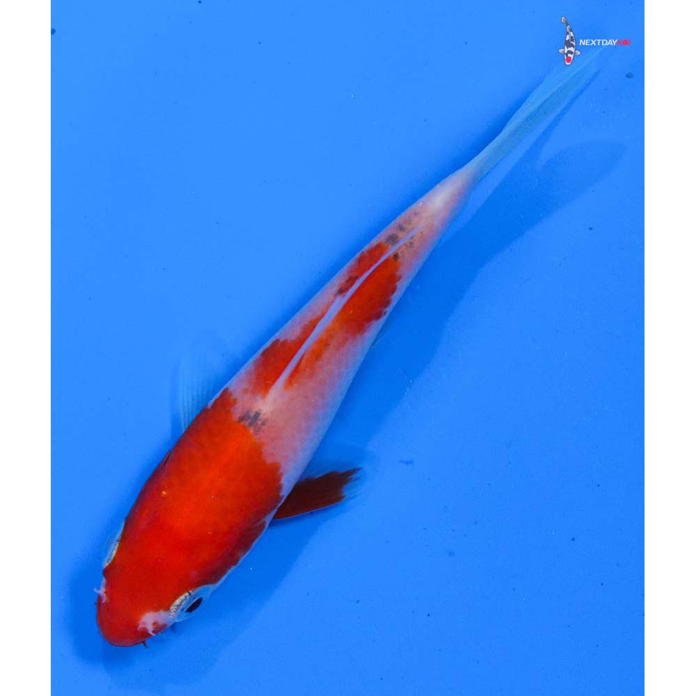 3.5” Imported Kohaku