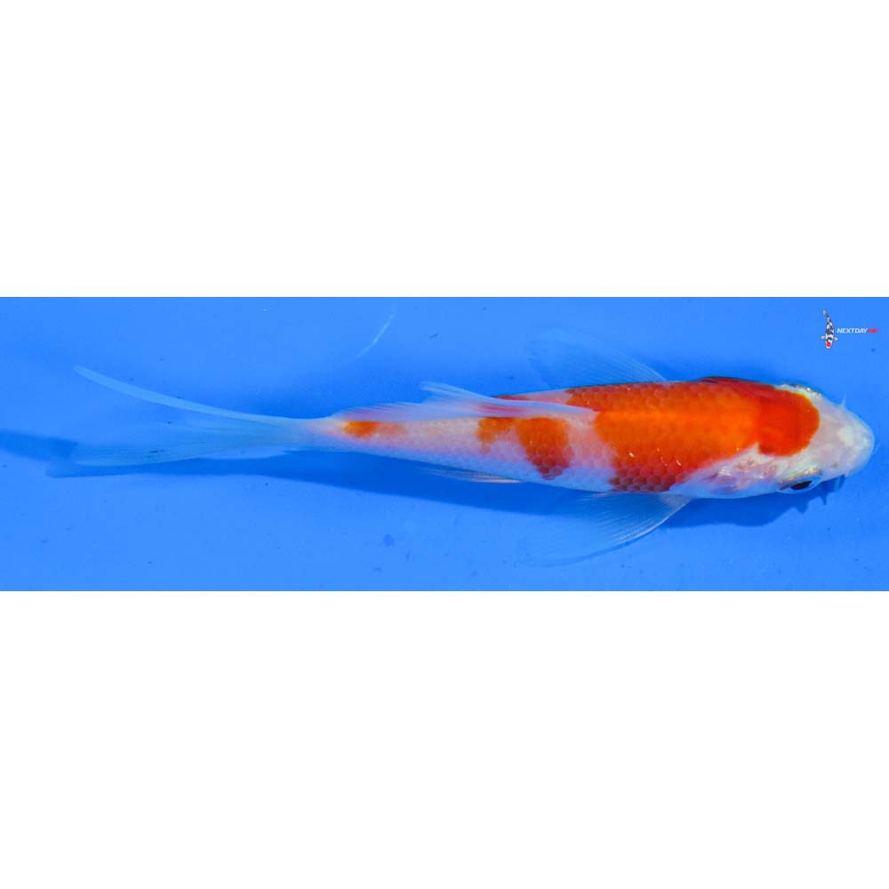 3.5” Imported Kohaku