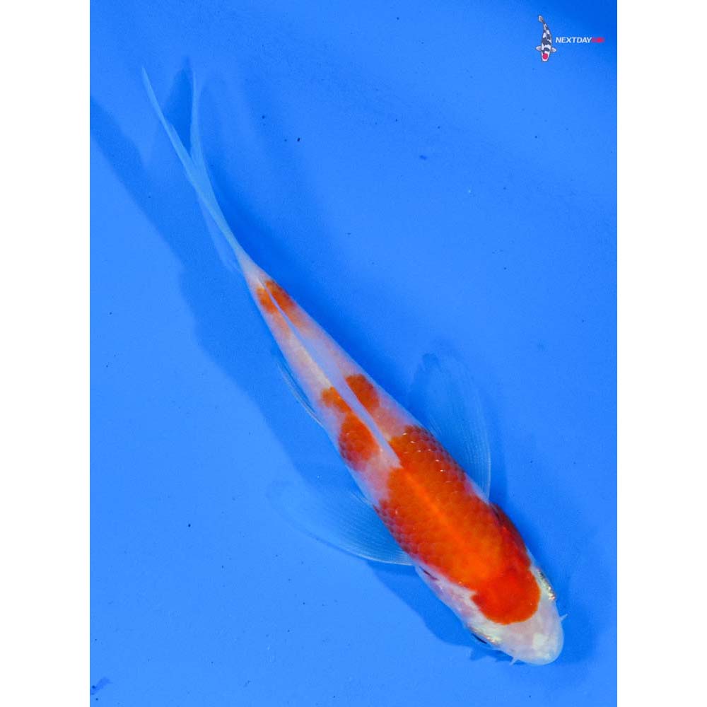 3.5” Imported Kohaku