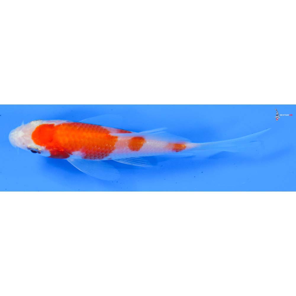 3.5” Imported Kohaku