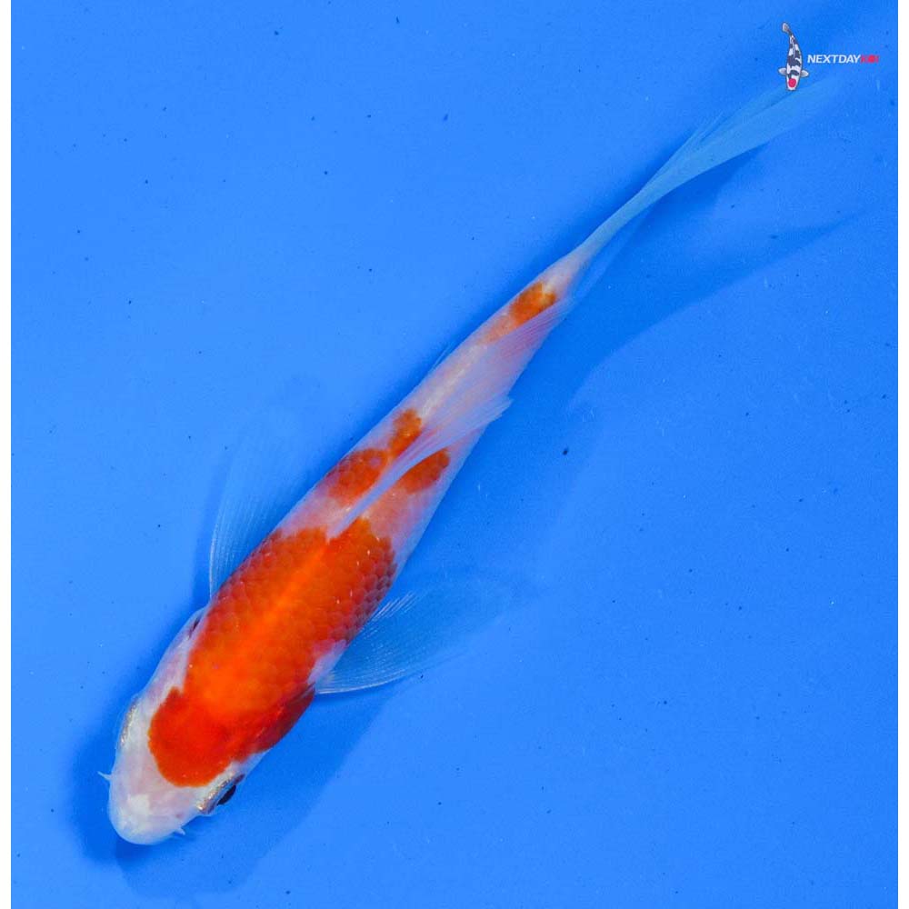 3.5” Imported Kohaku