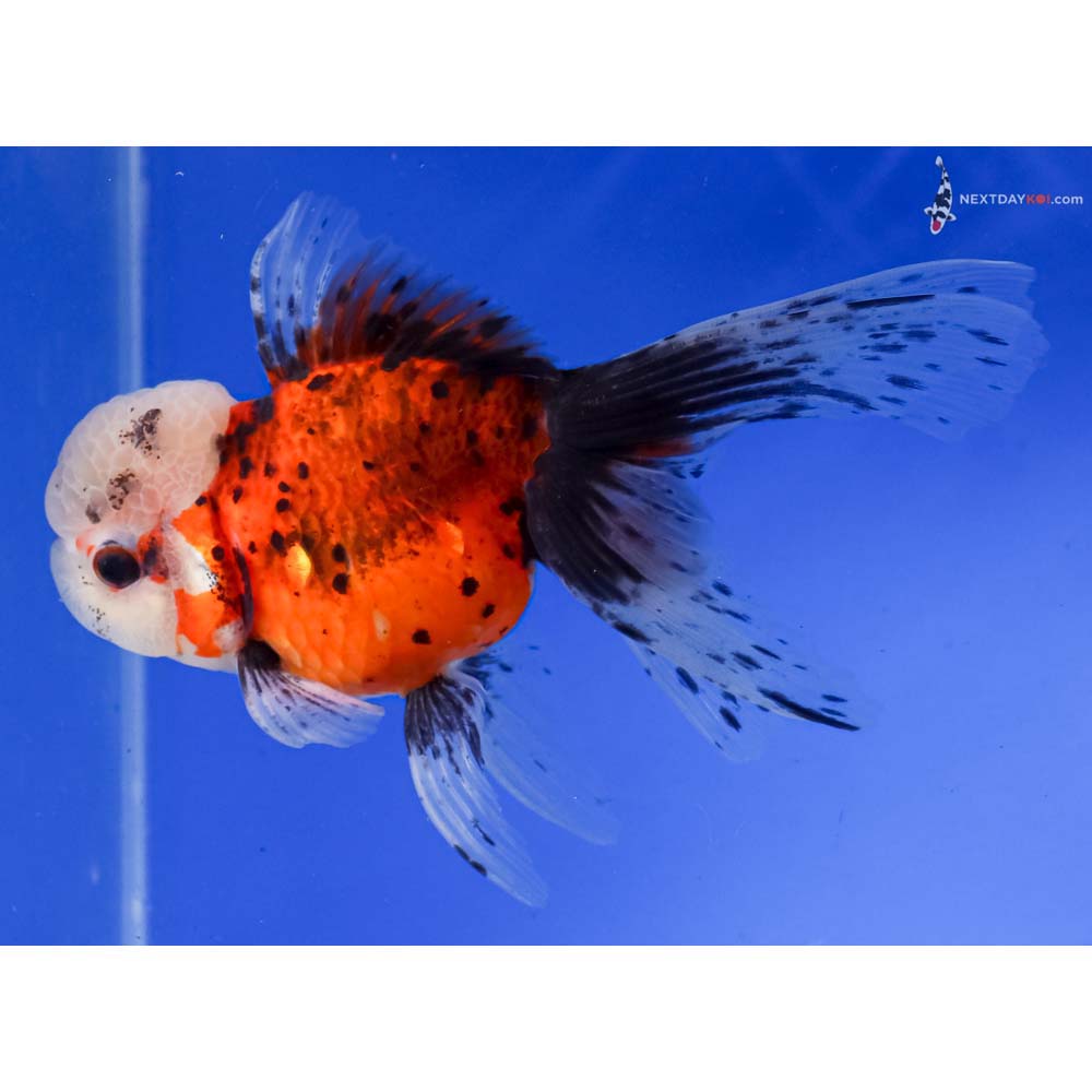 5.5” Imported Calico Oranda