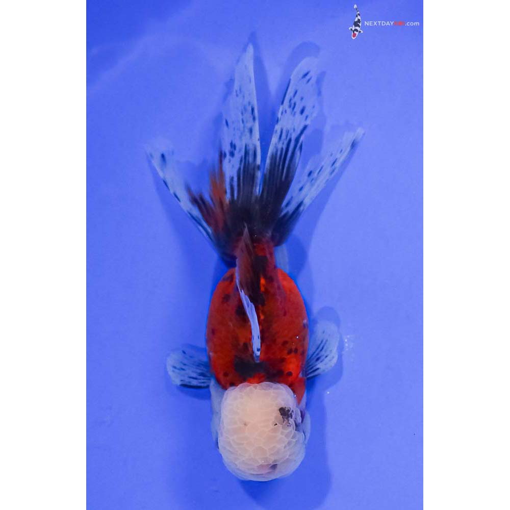 5.5” Imported Calico Oranda