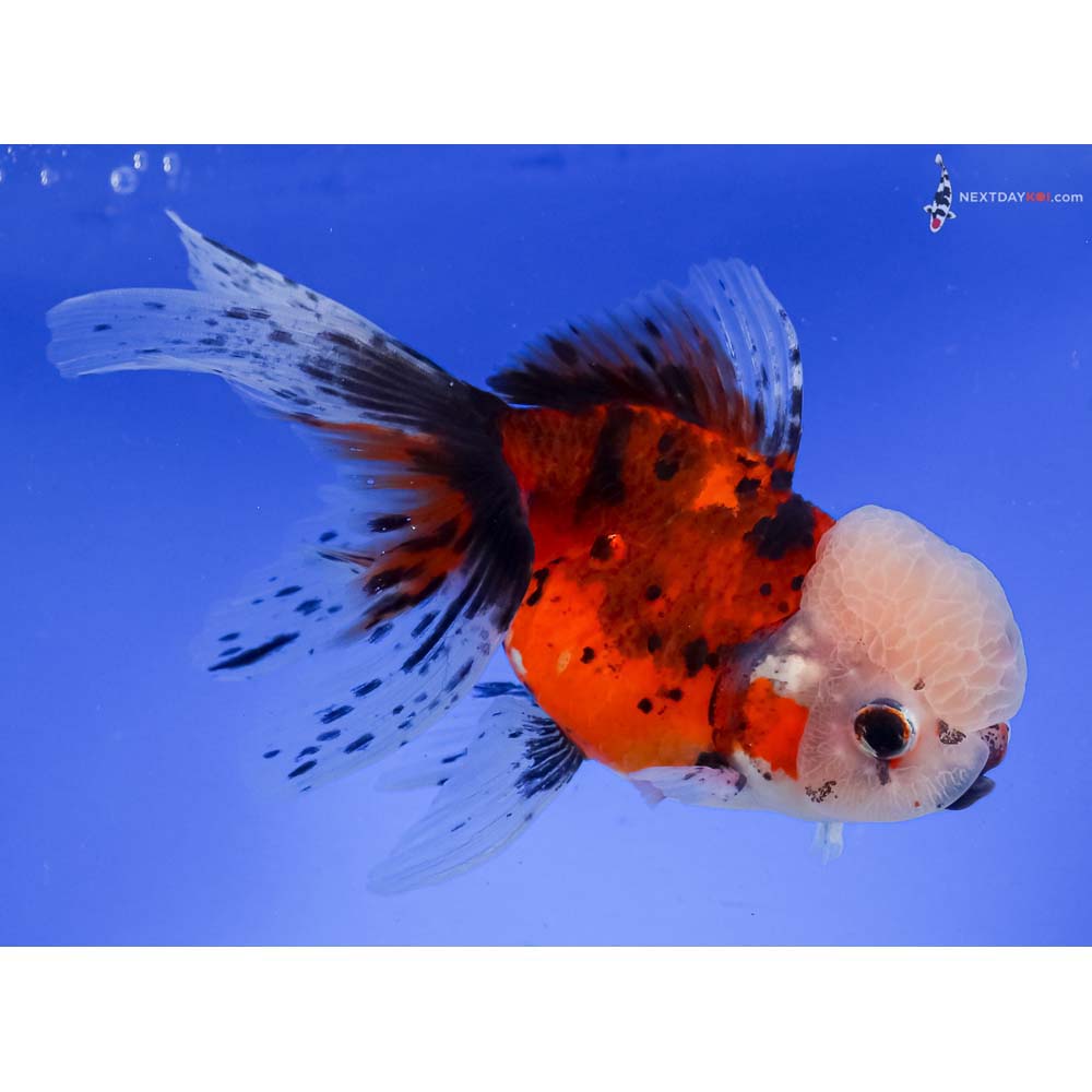 5.5” Imported Calico Oranda