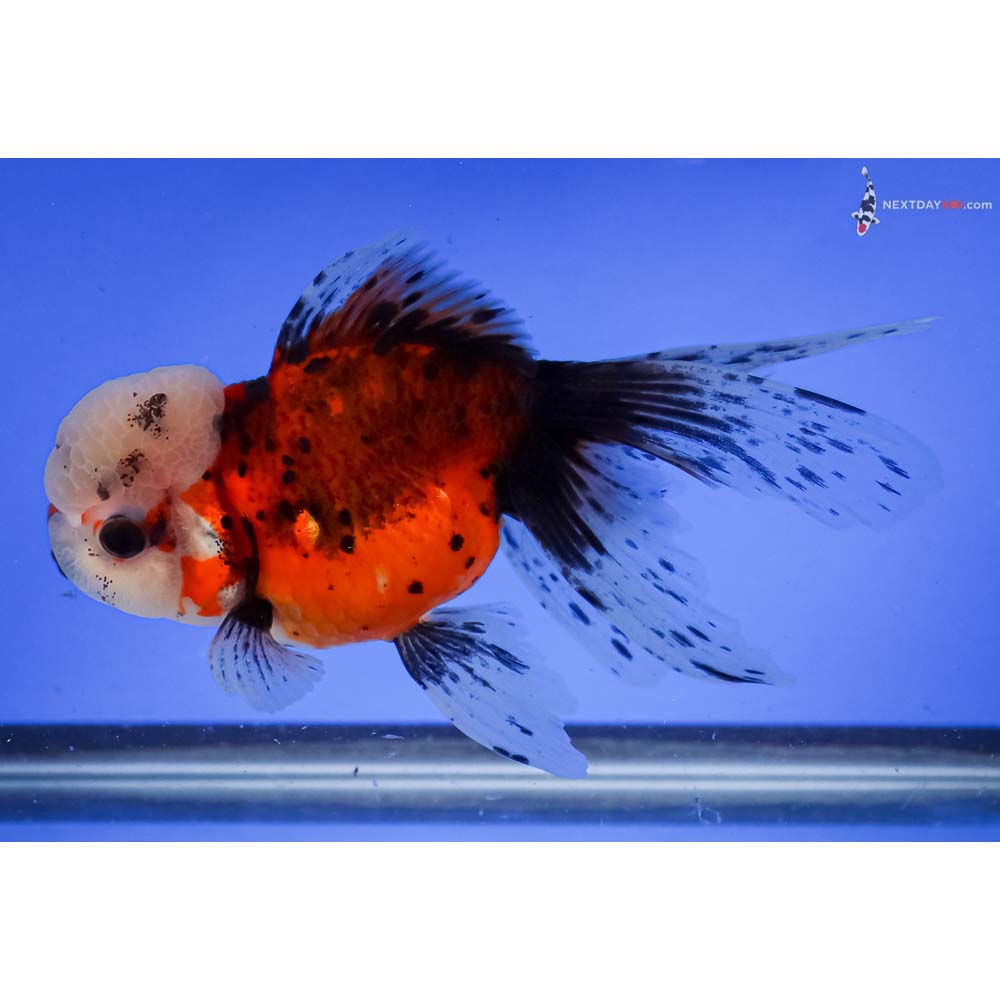 5.5” Imported Calico Oranda