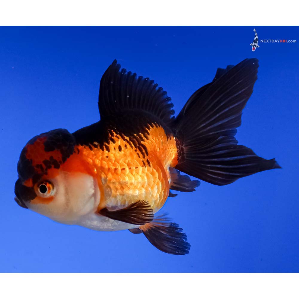 5” Imported Tri Color Oranda