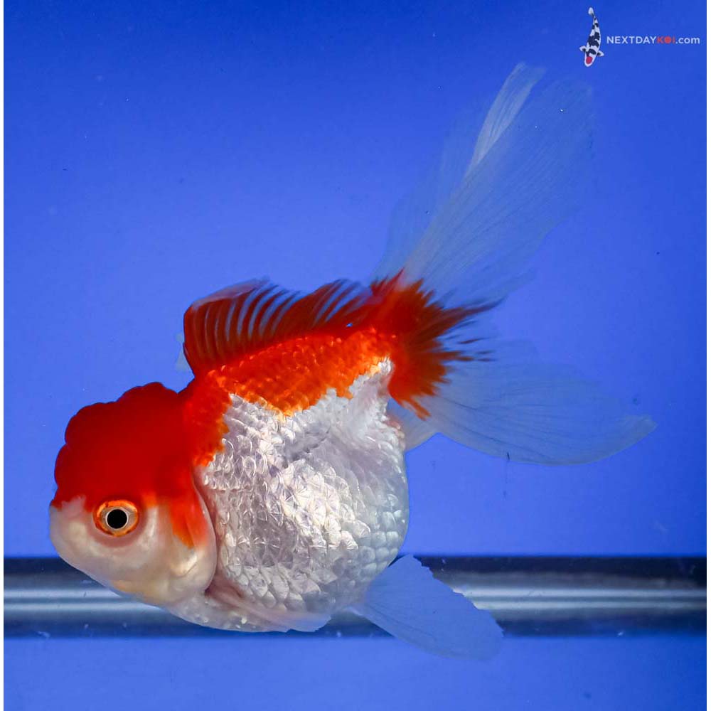 5” Imported Red and White Oranda