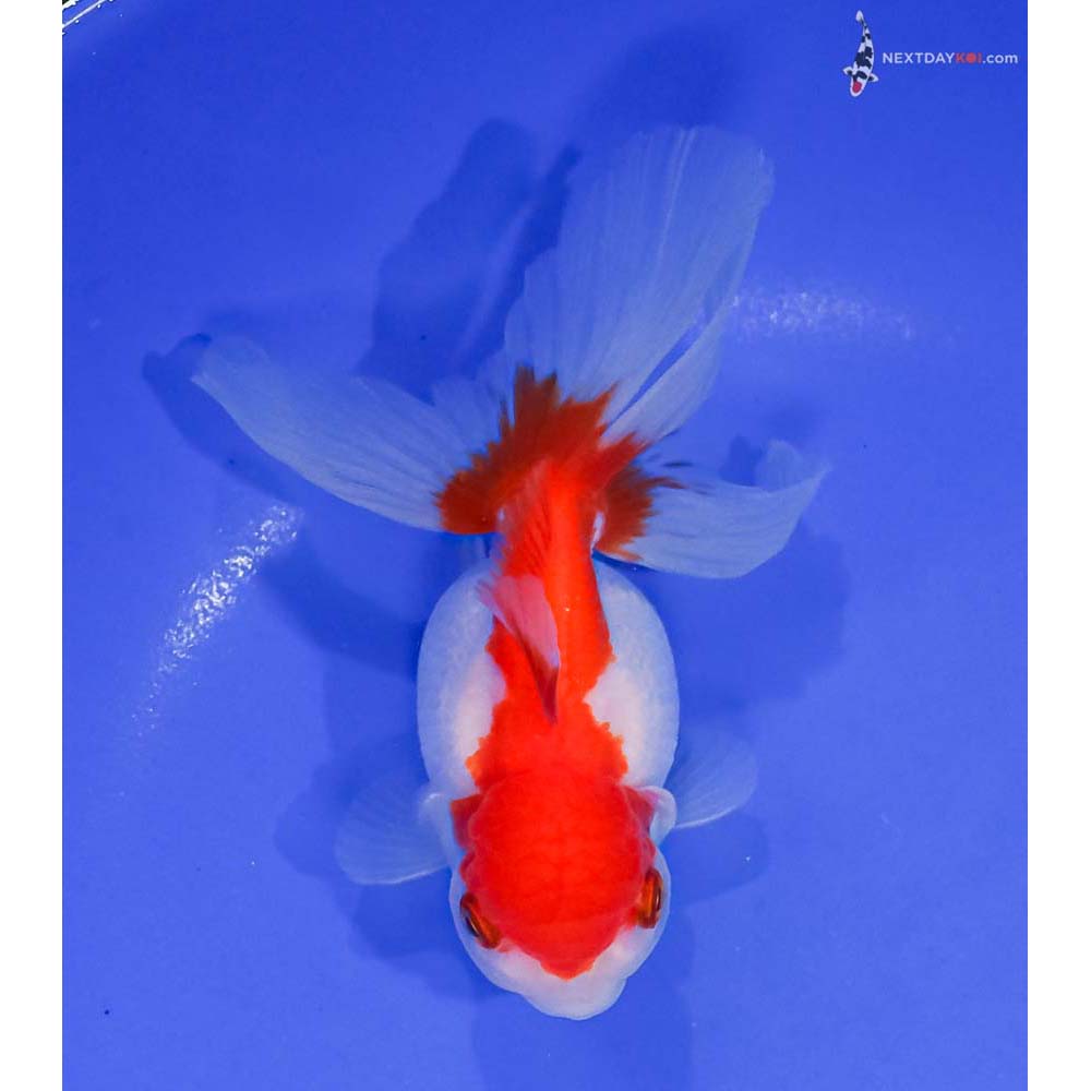 5” Imported Red and White Oranda