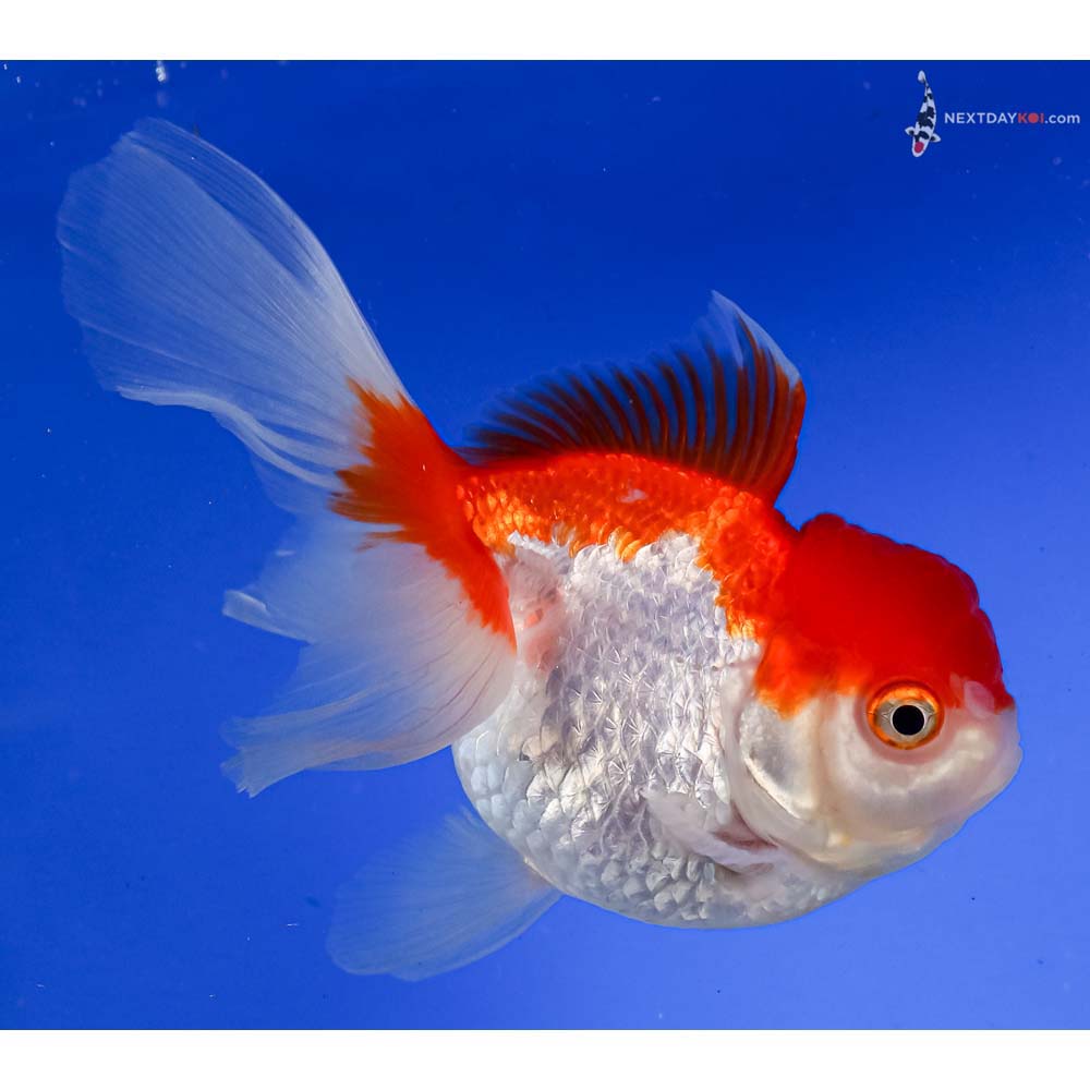 5” Imported Red and White Oranda