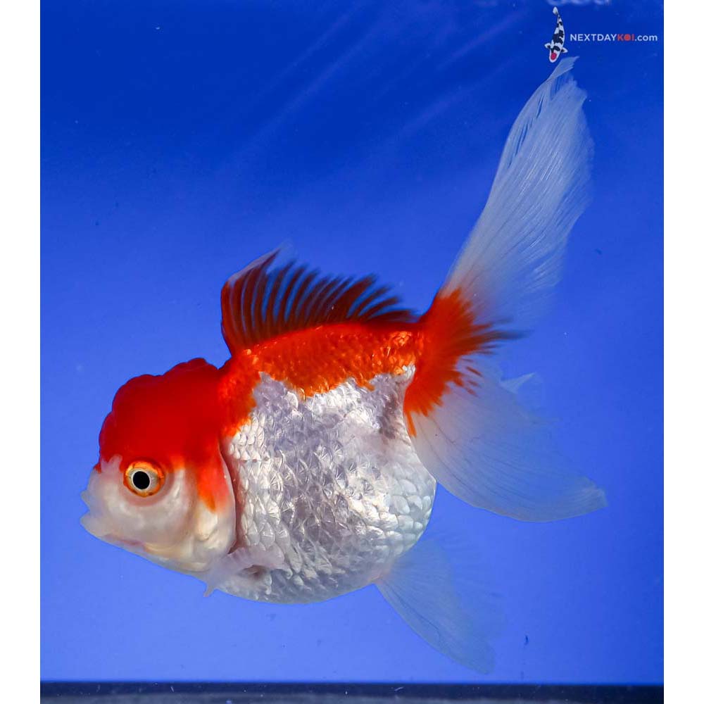 5” Imported Red and White Oranda