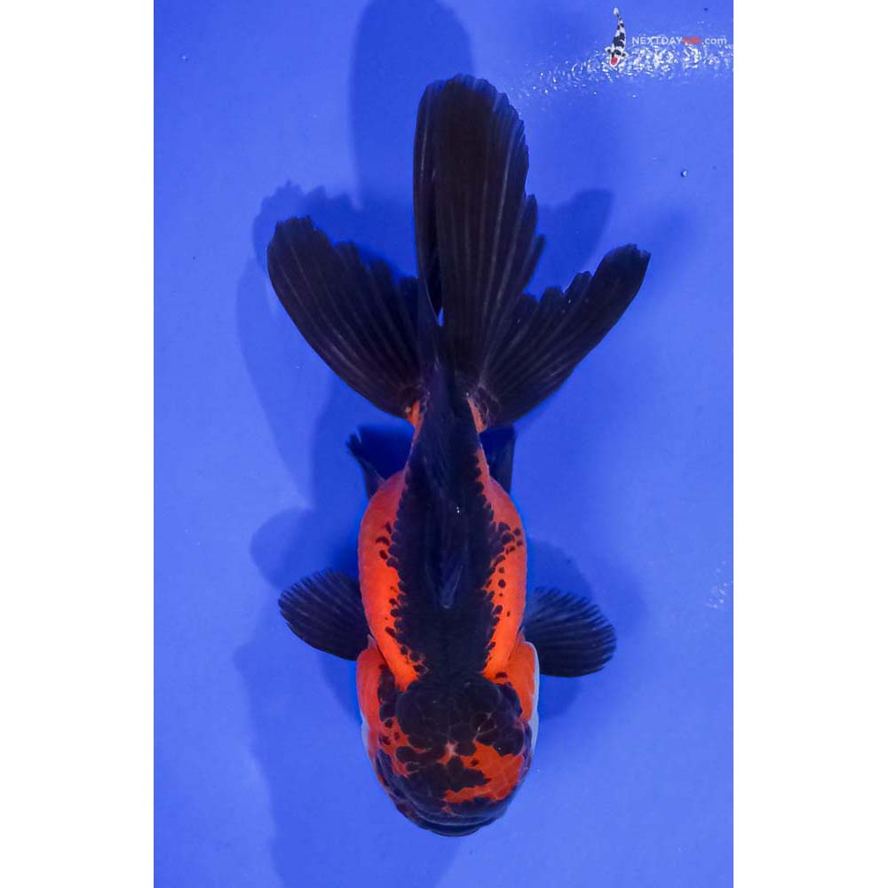 5” Imported Tri Color Oranda