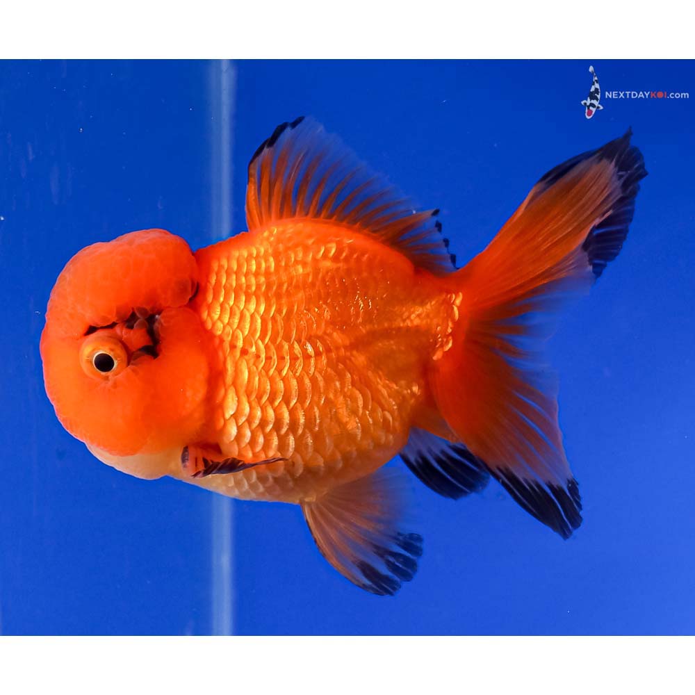 4.5” Imported Red and Black Oranda