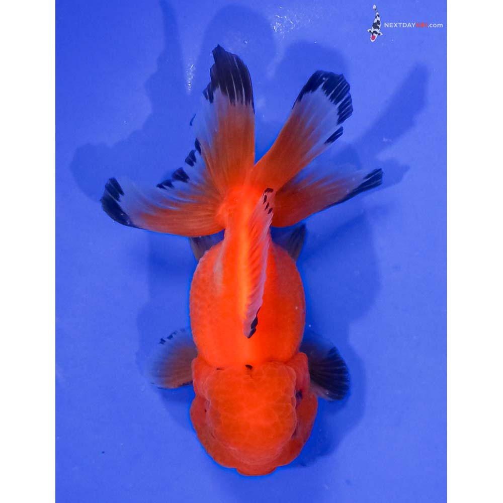4.5” Imported Red and Black Oranda
