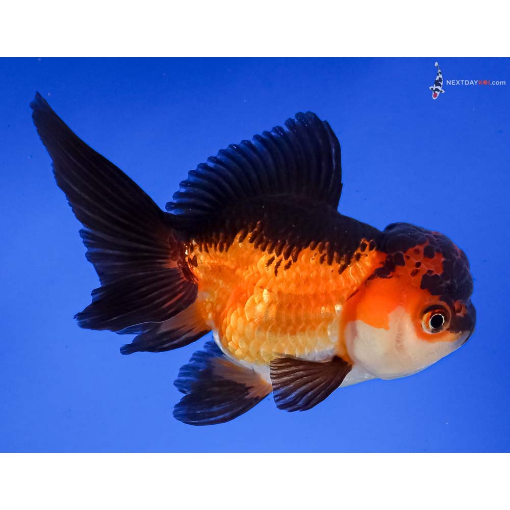 5” Imported Tri Color Oranda