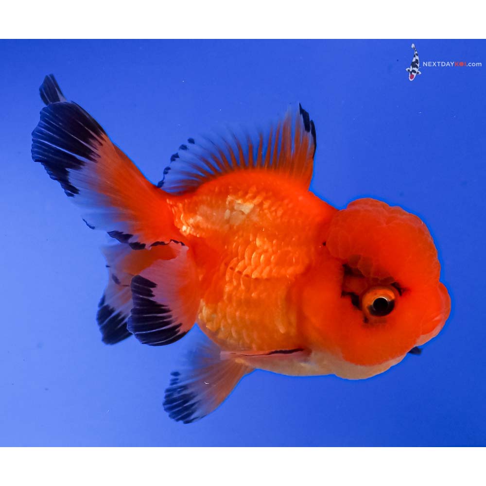 4.5” Imported Red and Black Oranda
