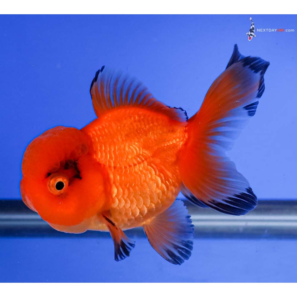 4.5” Imported Red and Black Oranda