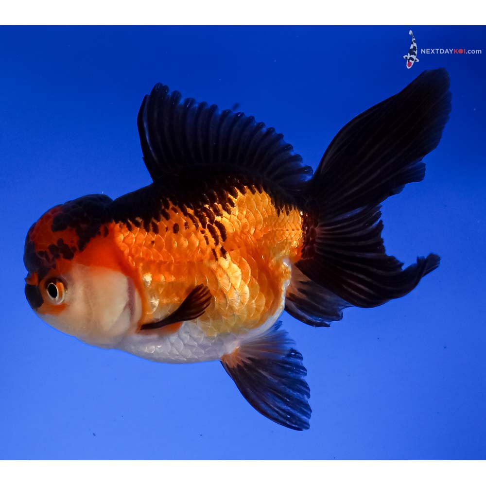 5” Imported Tri Color Oranda