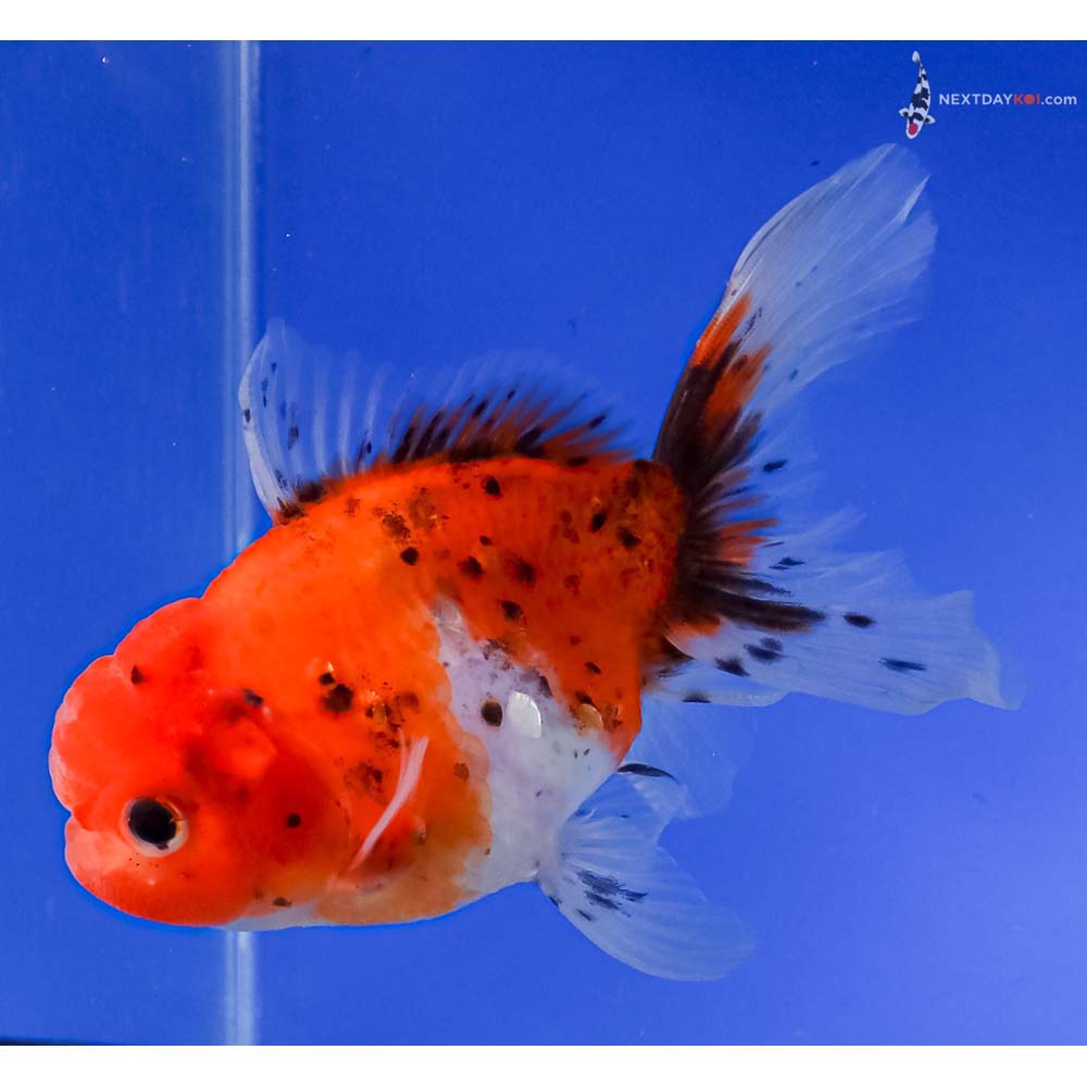 5.5” Imported Calico Oranda