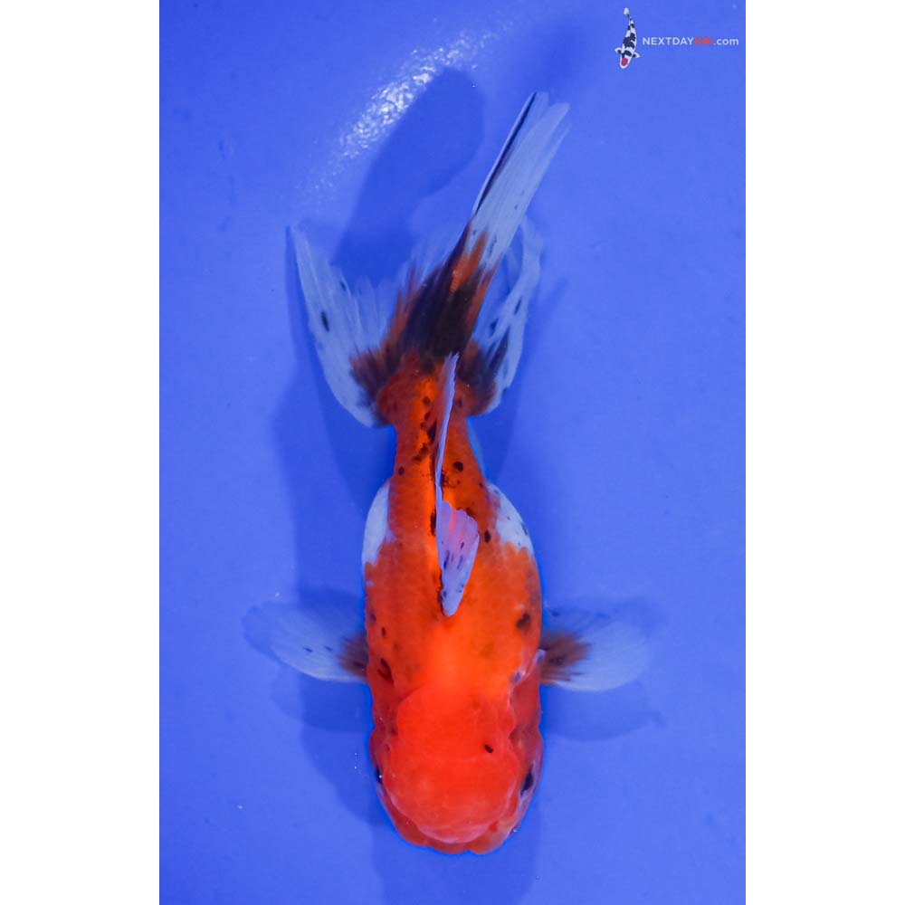 5.5” Imported Calico Oranda