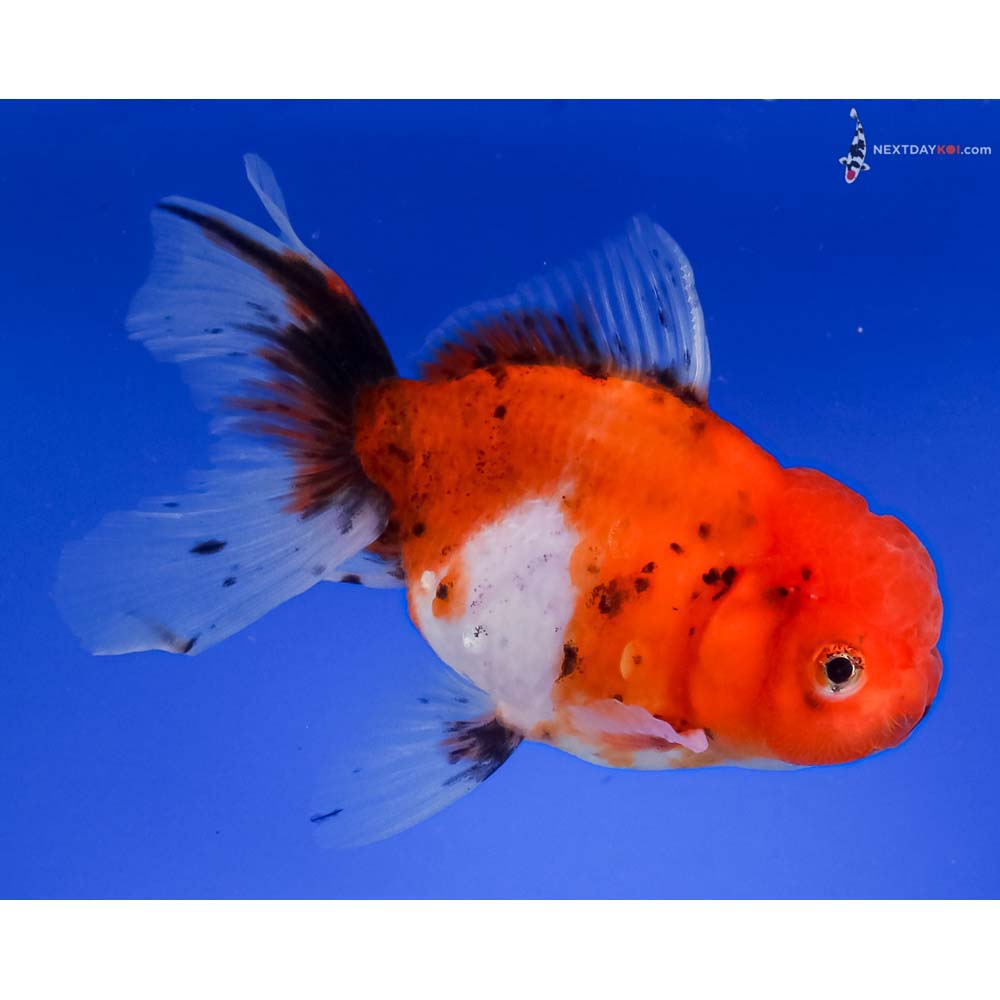 5.5” Imported Calico Oranda