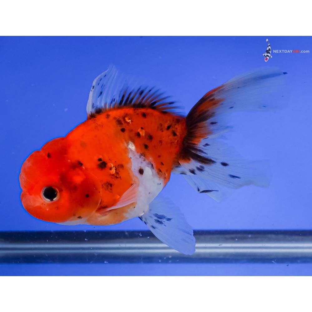 5.5” Imported Calico Oranda