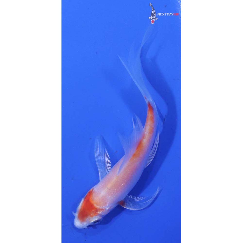 3.5” Imported Hariwake Butterfly Koi