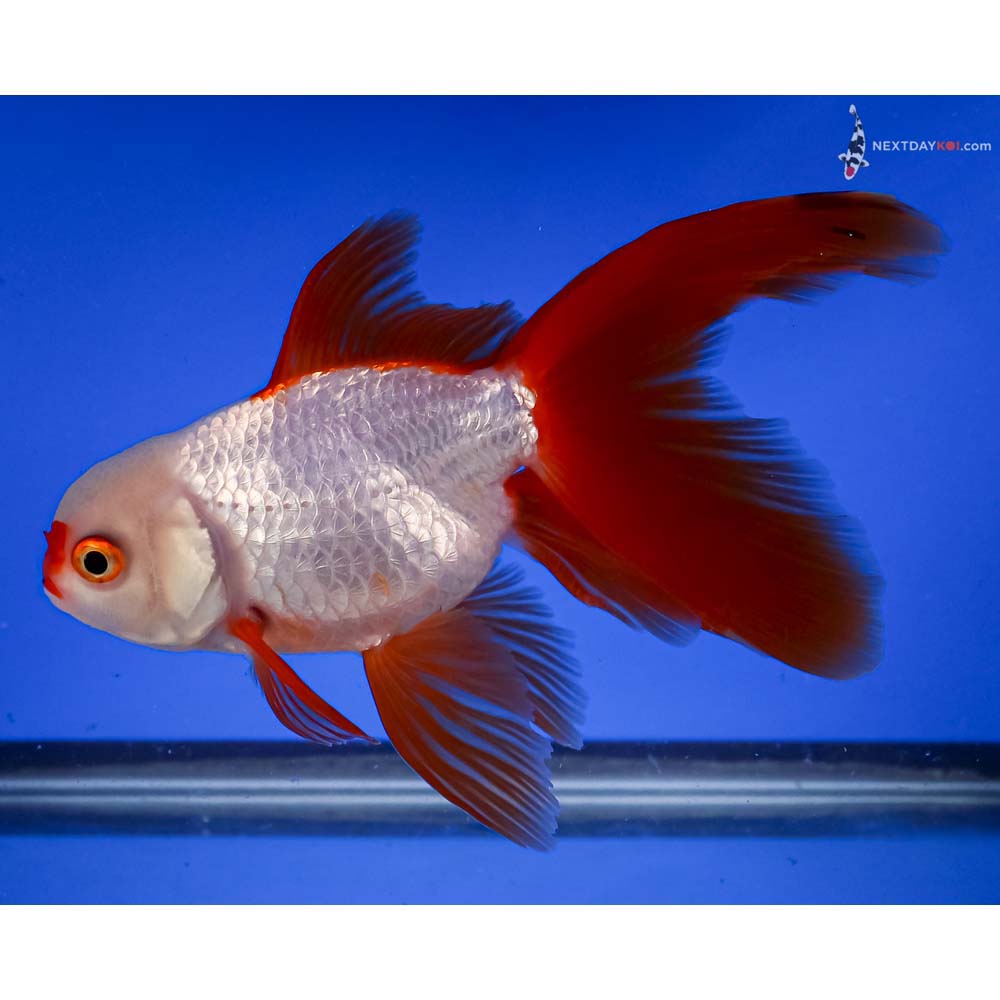 6” Imported Red and White Fantail