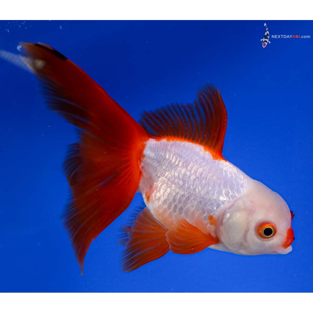 6” Imported Red and White Fantail