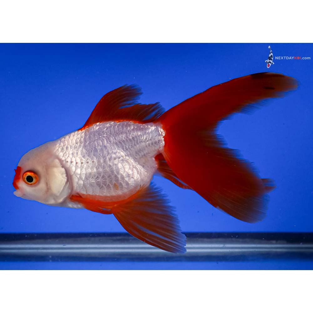 6” Imported Red and White Fantail