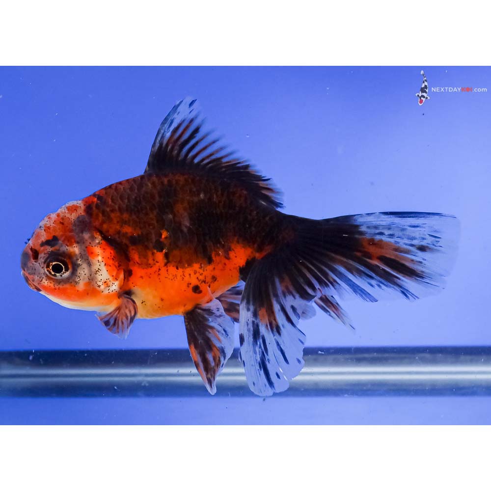 5.5” Imported Calico Oranda