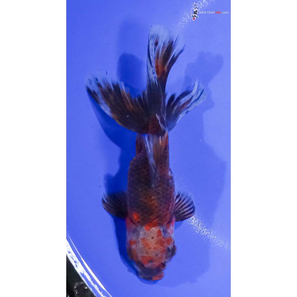 5.5” Imported Calico Oranda
