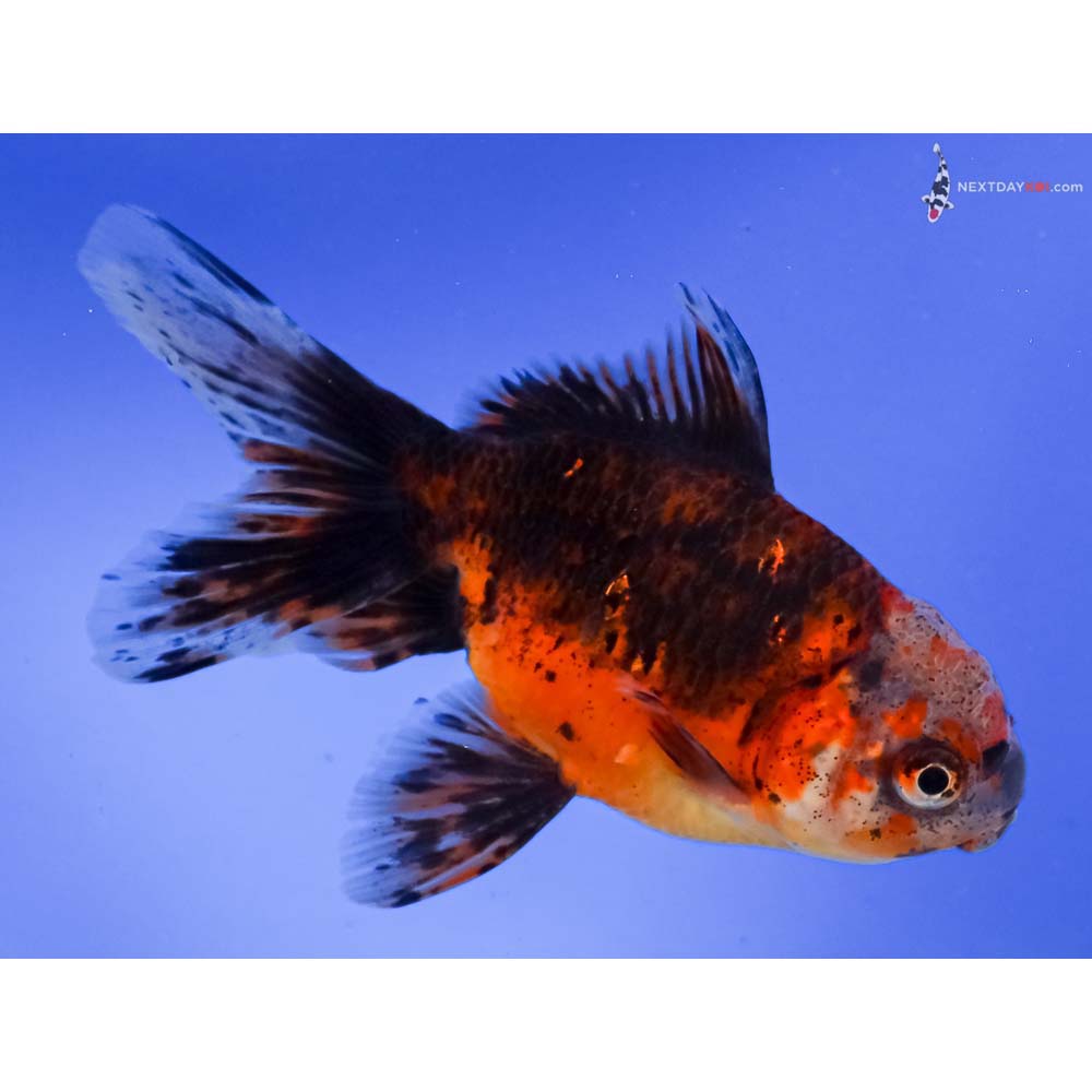 5.5” Imported Calico Oranda