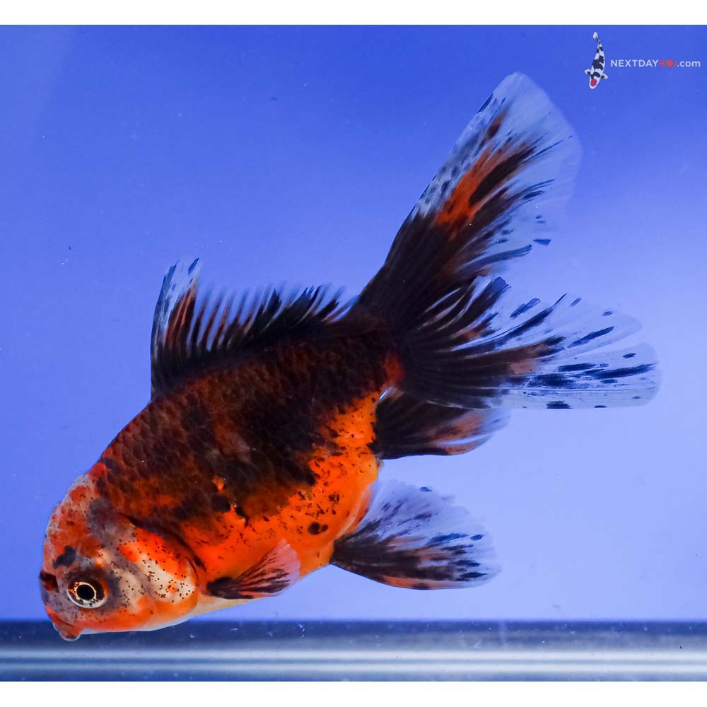 5.5” Imported Calico Oranda