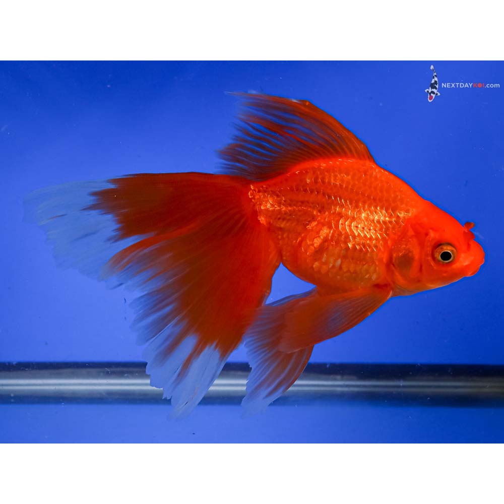 6.5” Imported Red Fantail