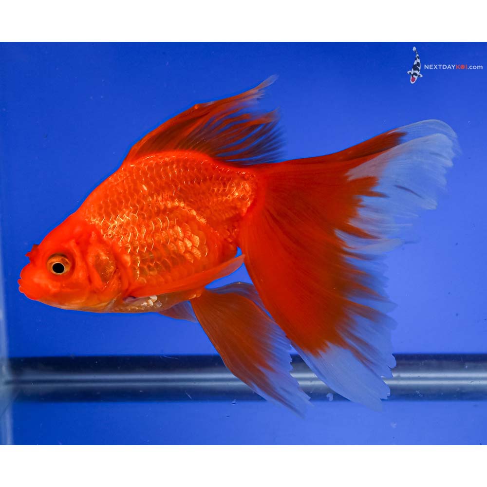 6.5” Imported Red Fantail