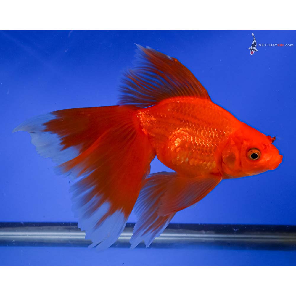 6.5” Imported Red Fantail